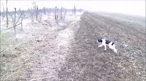 Русская гончая пегая. Подъём зайца и Русский спаниель.
