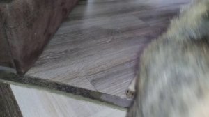 ЭТО А-60 ИЛИ ЧТО? 3 СЕРИЯ MAXWELL THE CAT! !.!