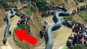 9 Самых Больших ЗМЕЙ в Мире