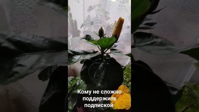 Комнатные цветы - Гибискус