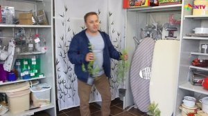 Туя западная "Frieslandia" (Thuja occidentalis)