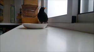 Будни черного дрозда