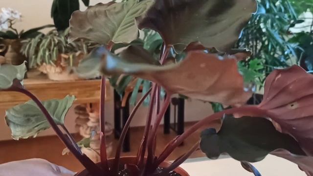 Хомаломена Рубесценс Магги (Фламинго Ред). Homalomena Rubescens "maggy" Flaming. смотреть онлайн