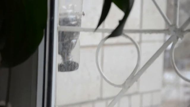 Кормим синичек зимой и пожар на Тулака смотреть онлайн