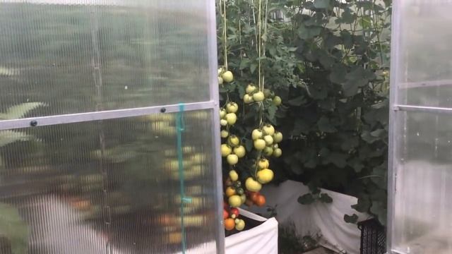 КАК ВЫРАЩИВАТЬ ДЫНЮ В ПОДМОСКОВЬЕ?