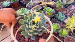 Reproducción de Echeveria