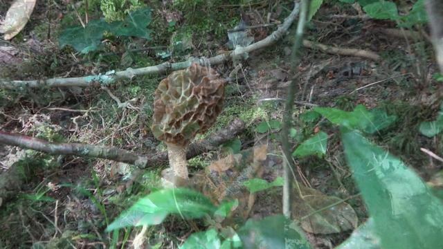 Morchella fluvialis, Colmenillas, Morillas, Morels ,Spugnole 4K смотреть онлайн