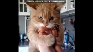 Репост рф под музыку Собака и кошка   Мяу,мяу,гав,гавDD  Picrolla