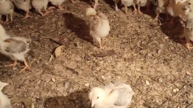 Видели вы цыплят или кур с пятью пальцами?