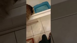 Приученный енот к лотку