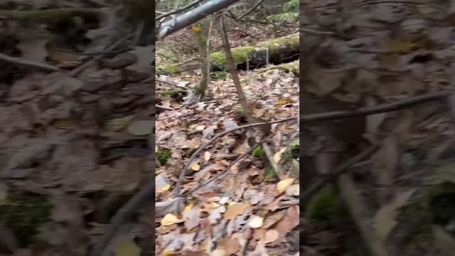 ОПЯТА ЛУКОВИЧНОНОГИЕ ! ИЗУЧАЕМ ГРИБЫ ! смотреть онлайн