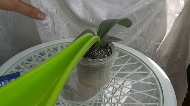 Первый полив самый ВАЖНЫЙ, чтобы корни НЕ ГНИЛИ и Питательный тоник для ЛИСТЬЕВ для хорошей адаптац смотреть онлайн