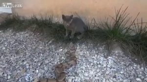 Кот против змеи