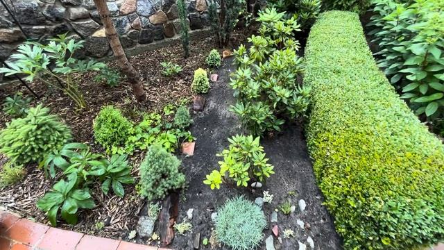 ВСЕ ИДЁТ ПО ПЛАНУ! РОДОДЕНДРОНЫ: КАМНИ, ПОДКИСЛЕНИЕ! САМШИТЫ: ОГНЕВКА! ЕЛИ “CONICA”: ЛОЖНОЩИТОВКА! смотреть онлайн