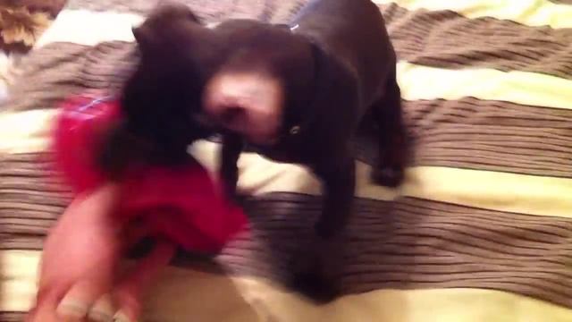 Такса!! собак Ричи как научить собаку не грызть!?)) смотреть онлайн