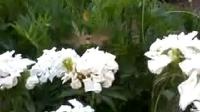 Подмаренниковый бражник на обеде. смотреть онлайн