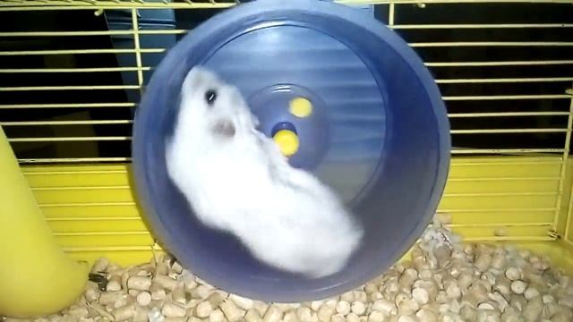 Хомяк Гошка на колесе смотреть онлайн