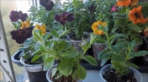 Как сохранить петунию до весны! Сохранение петунии в домашних условиях. Обзор петунии на стеллаже!