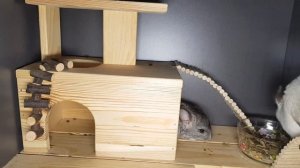 Ошибки НОВИЧКОВ при Покупке Шиншиллы!