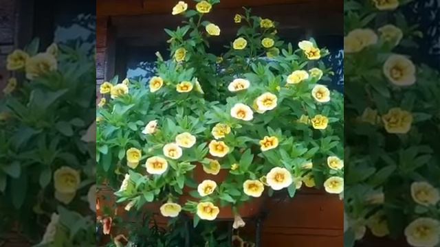 Платошин Сад. смотреть онлайн