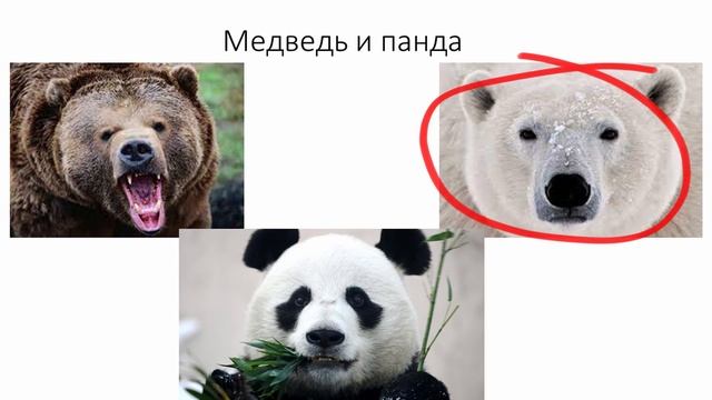 лекция «Удивительная эволюция: как логика выживания приводит к неожиданным результатам»