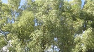 Ива волчниковая, или верба