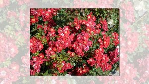 Rouge Meillandecor Rose Meilland