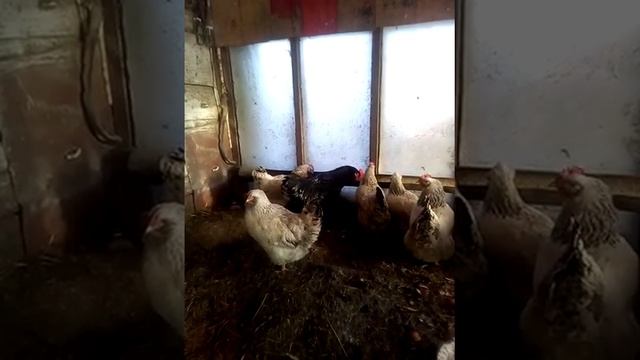 Новый петух в курятнике смотреть онлайн