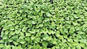 Выращивание Арбузов на капельном поливе. Наш объём на поле.