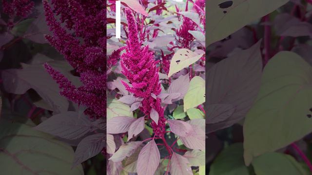 Амарант (Amaranthus)