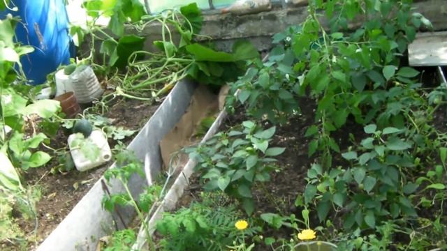 Сад и Огород, Дача - Мои эксперименты с болгарским перцем 2018 смотреть онлайн