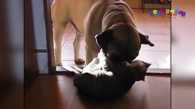 Смешное видео про собак и кошек.#1 смотреть онлайн