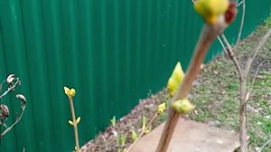 Скоро весна! Скоро распустятся первые листочки