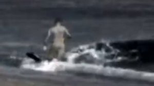 Шок видео! Касатка съела человека