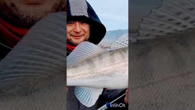 КРУПНЫЙ судак леска 0,15 АЛТЫН ЭМЕЛЬ #fishing #активныйобразжизни