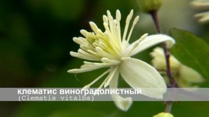 Клематис виноградолистный