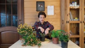 Хризантемы из магазина.  Как сохранить зимой