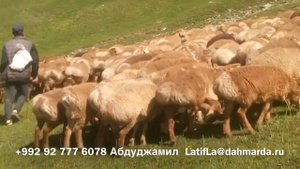 Шестимесячные ягнята гузнских овец Махмадсобира на пастбище в Гарме
