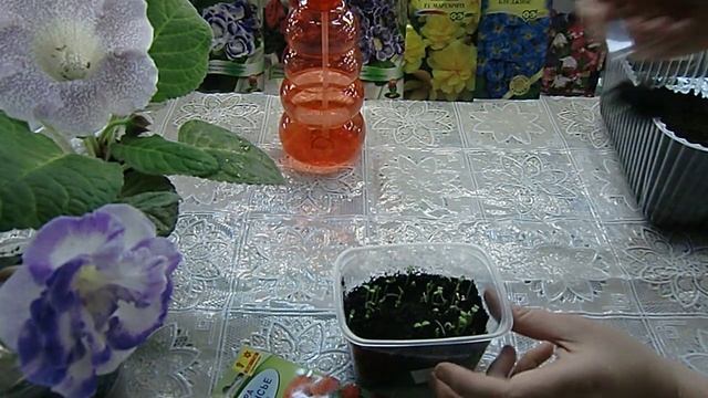 Астра взошла после кипятка на 2-й день! Всхожесть 100%! Притормаживаем рост сеянцев. Регулятор рост смотреть онлайн