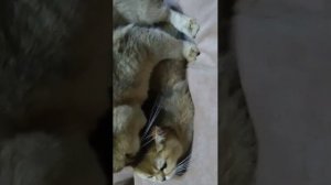 Кошачья свадьба. Вязка.