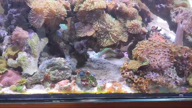 ОБСЛУЖИВАНИЕ МОРСКОГО АКВАРИУМА и бешеный клоун) СТРИМ смотреть онлайн