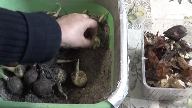 Ирисы луковичные. Особенности посадки луковиц ирисов в грунт осенью. Требования к луковицам ирисов смотреть онлайн