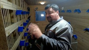 Турецкая такла двухчубая и гладкая