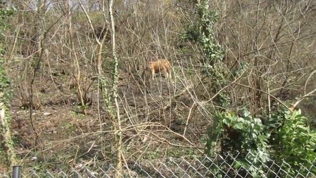 Горные коровы - почти что козы) смотреть онлайн