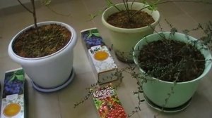 Вересковые в доме