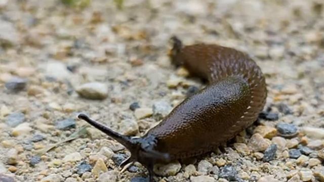 Слизни бегут уже через минуту. 5 Супер способов как избавиться от слизня. смотреть онлайн