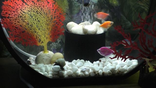 АКВАРИУМ Deco Q - 9 месяцев эксплуатации смотреть онлайн