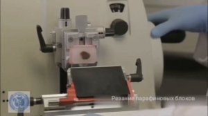 4  Этапы приготовления микропрепаратов