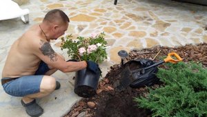 Посадка розы из контейнера / середина июня