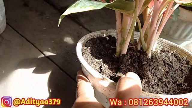 Update Harga Aglonema & Caladium || Part2 смотреть онлайн